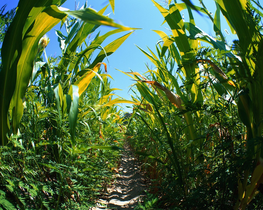 cornfield-1024x819